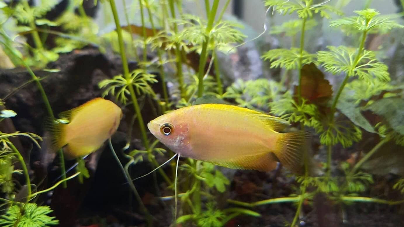 Hey ! - Honiggurami ! | Louises Aquarium | Natur- und Zuchtform